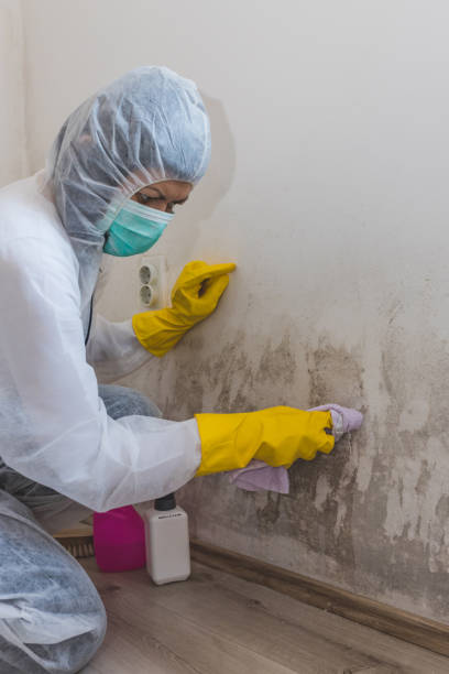 Best Emergency Mold Remediation  in Fife, WA